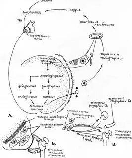 Эндокринная система йод фолликул тироксин секреторная клетка
