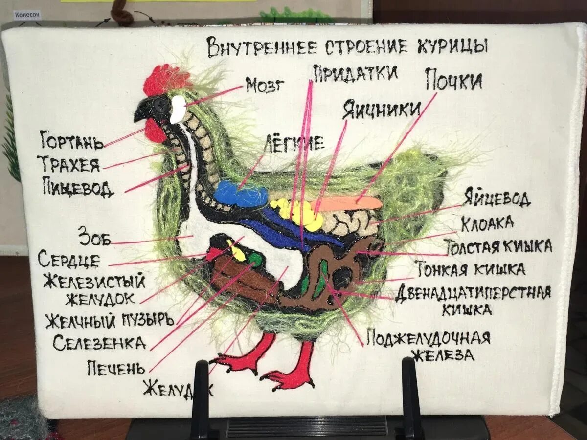 Как устроена курица