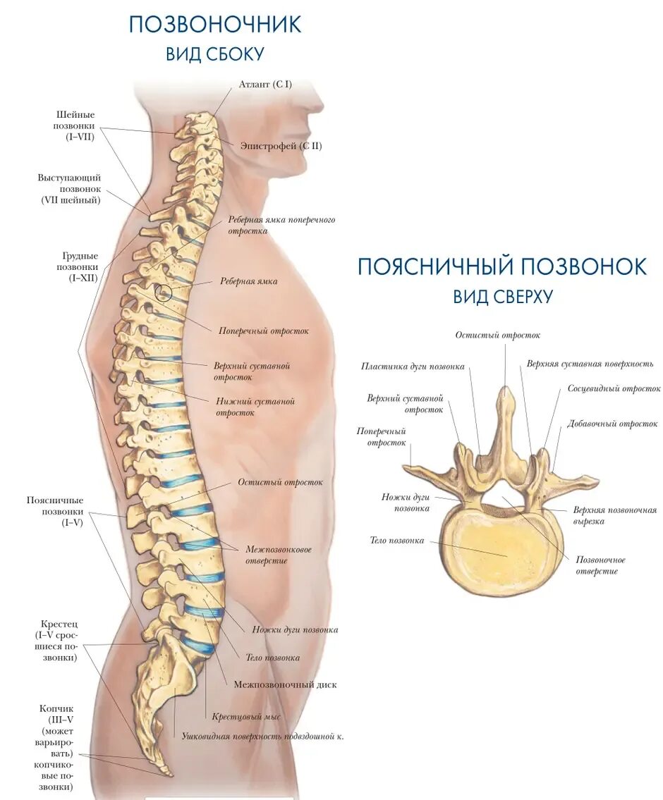 Позвоночник по отделам с номерами. Строение позвоночника вид сбоку. Строение позвоночника человека сбоку. Позвонки поясничного отдела позвоночника строение. Поясничный отдел скелета человека строение.