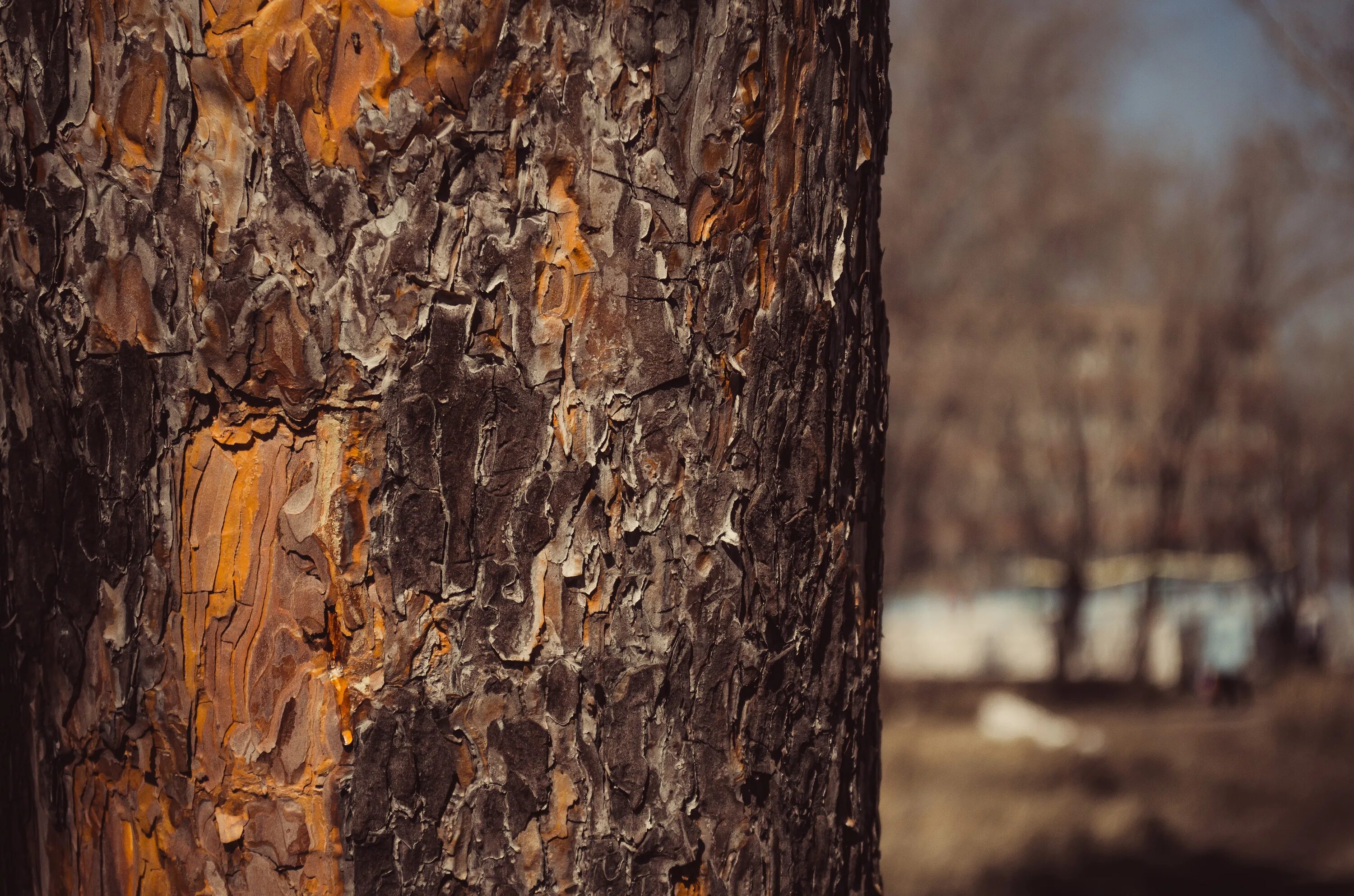 Brown tree