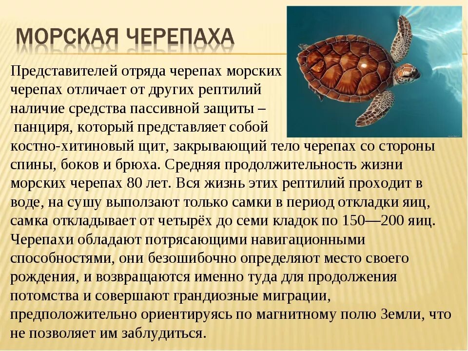 Черепаха рассказ 3 класс. Сообщение о черепахе. Информация о морской черепахе. Сообщение о морской черепахе. Морская черепаха доклад.