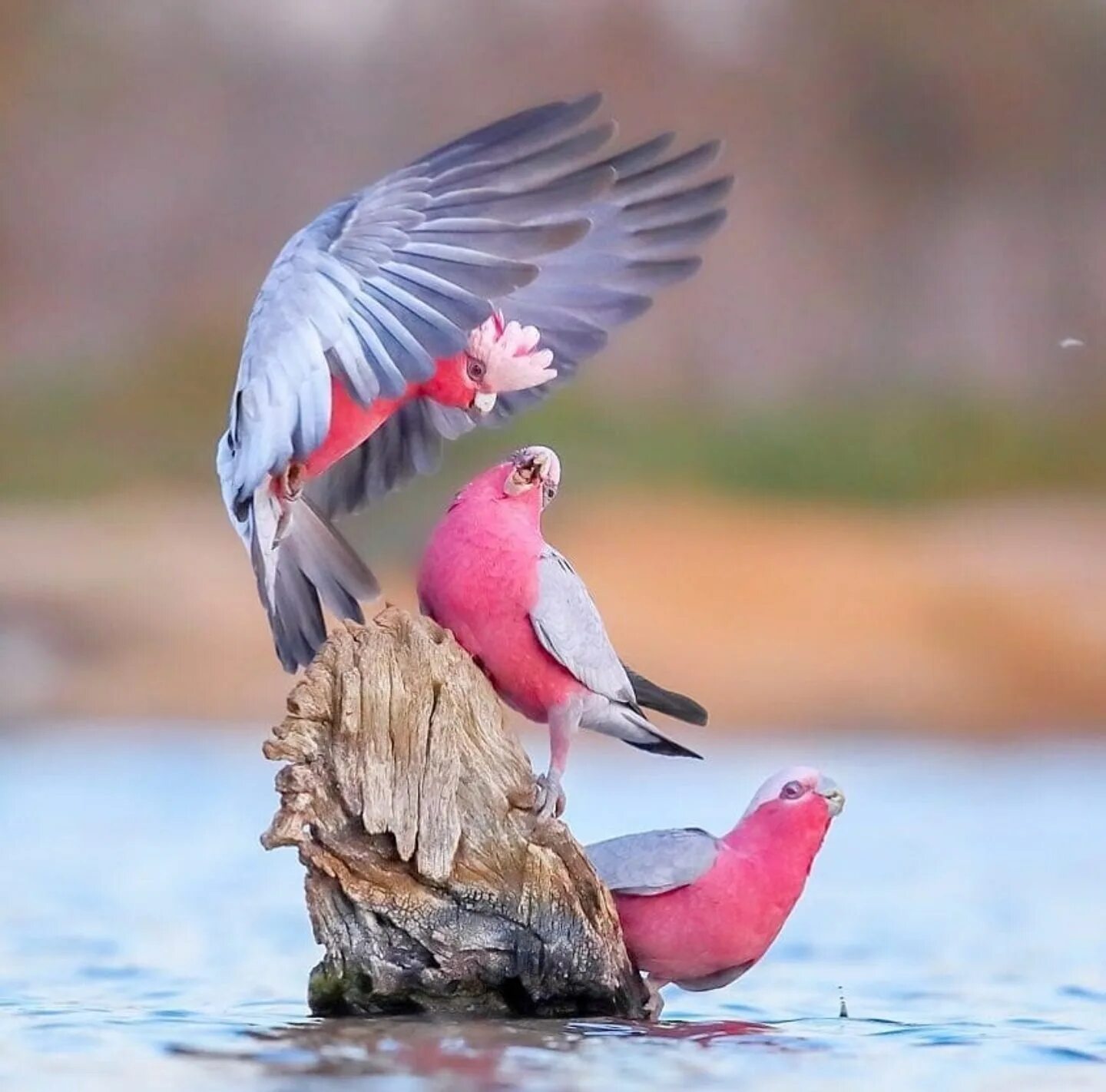 Маленькая розовая птица. Попугай Какаду розовый. Птенцы розового Какаду. Птичка розовый. Красивые маленькие птички.