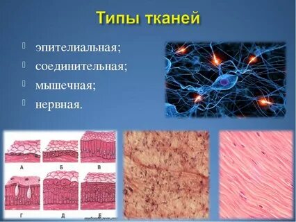 Ткани организма человека эпителиальная и соединительная