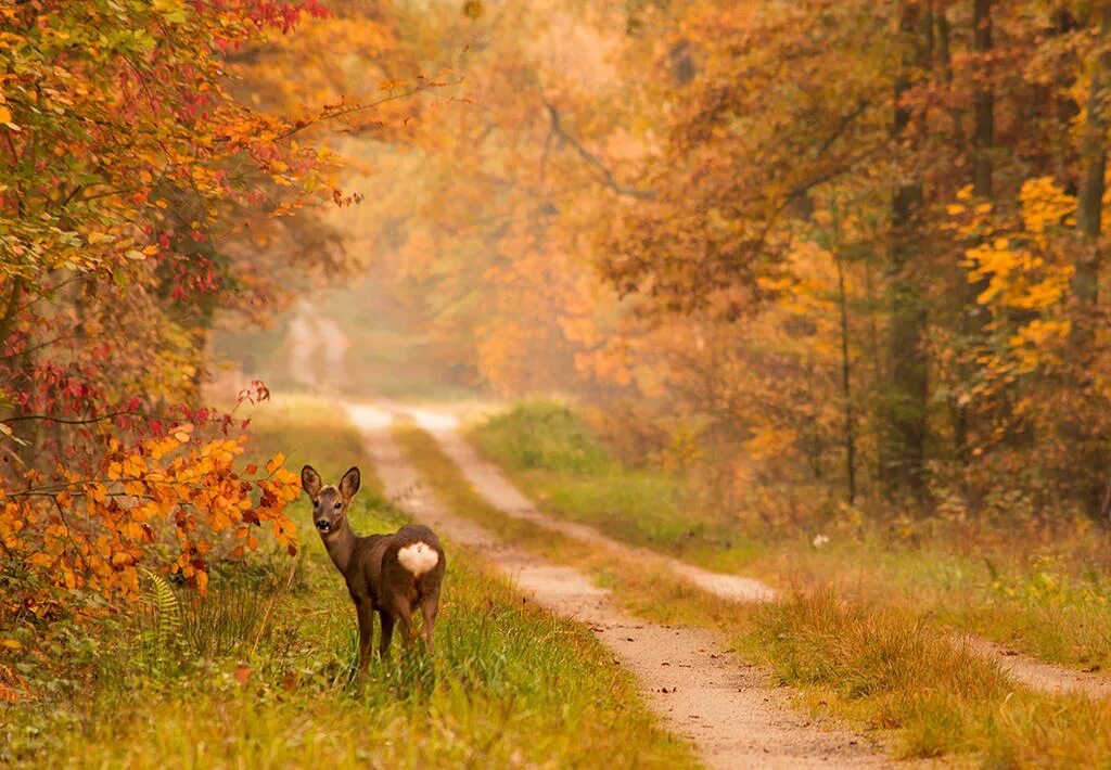 In autumn it is often. Autumn Falls. Daminika - autumn Day. Я люблю бродить по лесу.