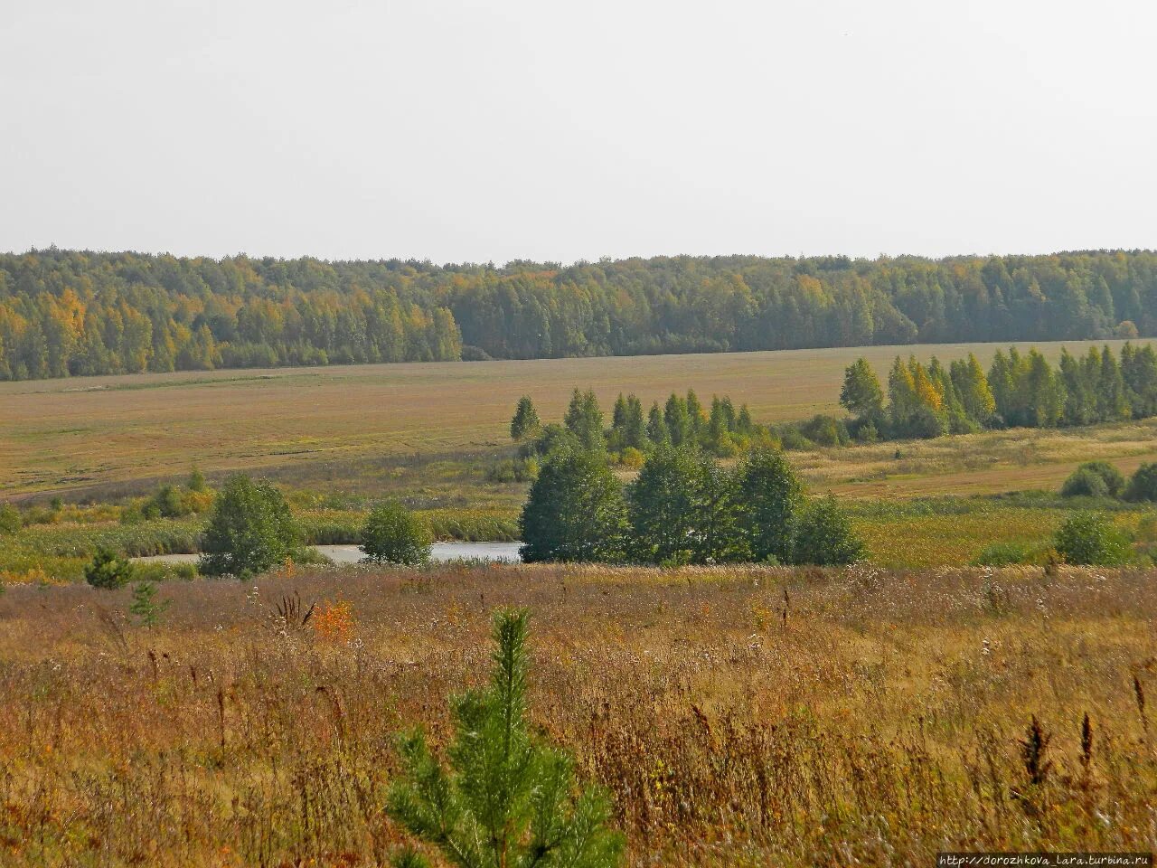 Роща лучинник нижегородская область. Роща лучинник нижегородская область. Лучинник большое болдино. Пушкин болдино роща лучинник. Роща лучинник нижегородская область.