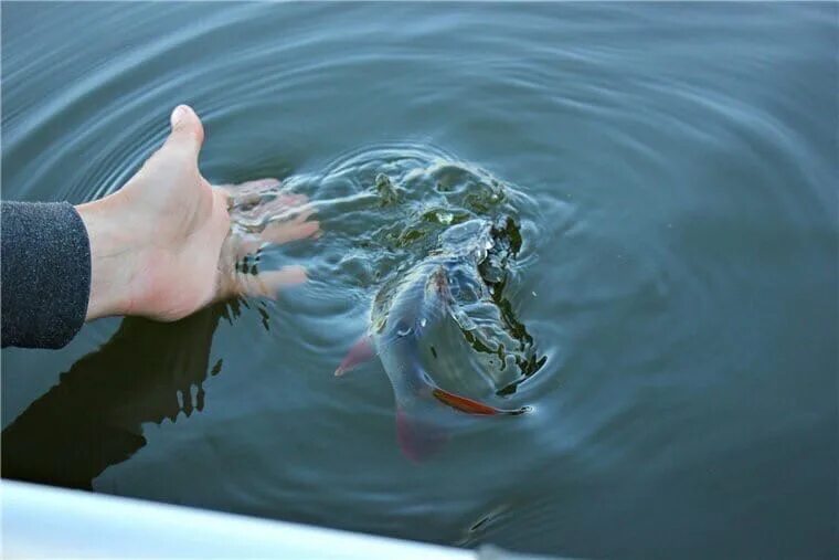 Рыбу собирают руками