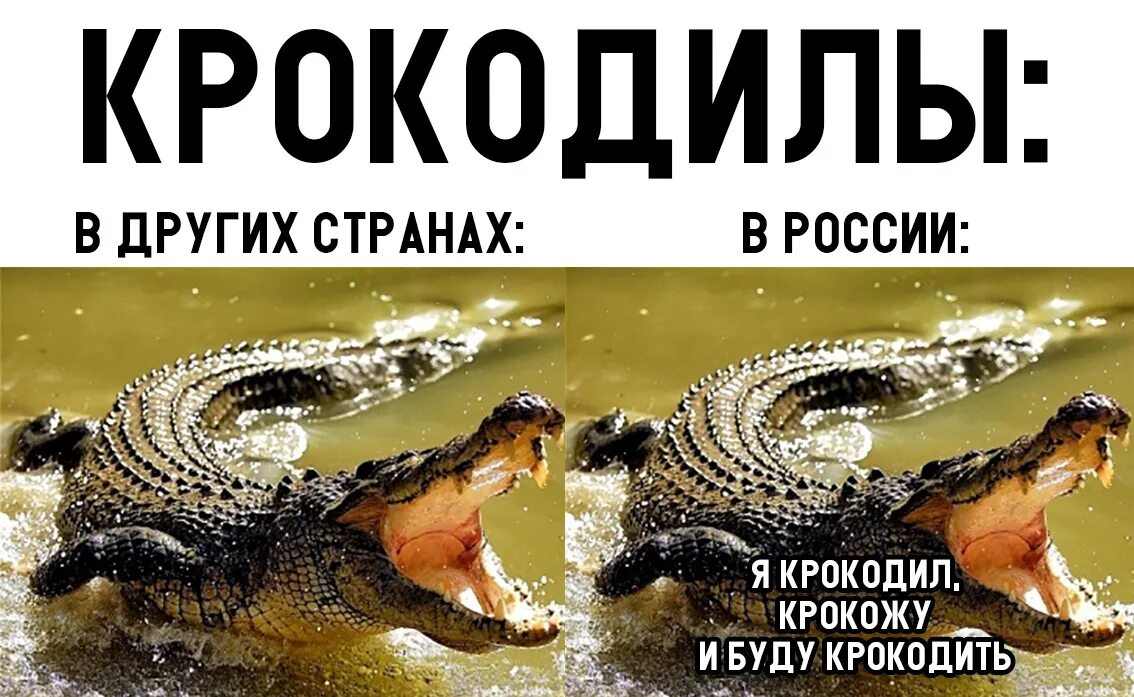 Я крокодил. Я крокодил я крокожу. И буду крокодить. Песня бестолковый крокодил