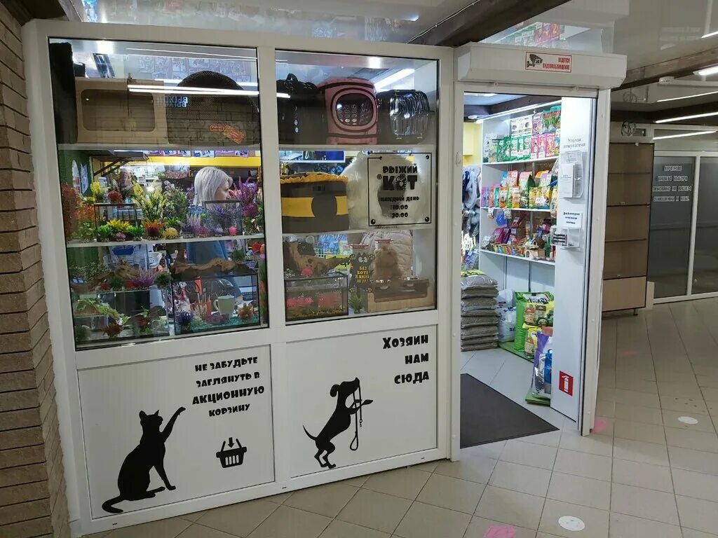 потеряшки белгород кошки. рыжий кот белгород. рыжий кот белгород. белгород ул буденного 3. рыжие котята из приюта.