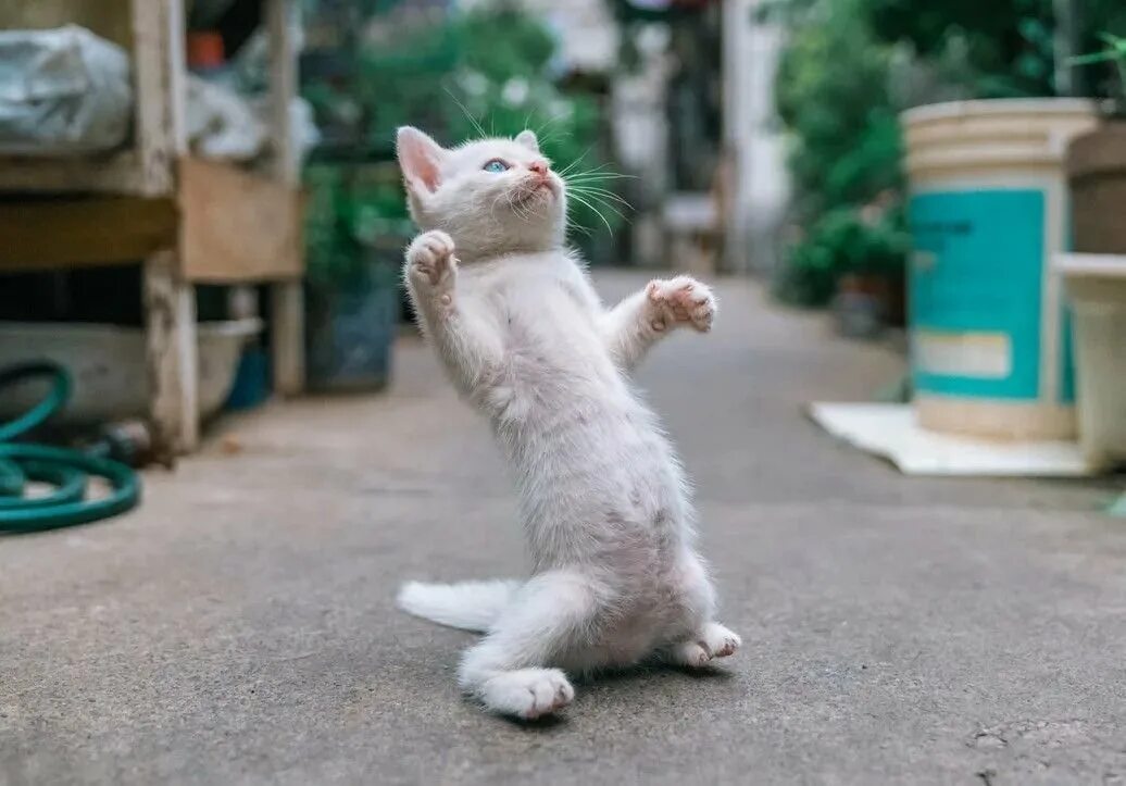 Котик стоит на задних лапах. Кот радуется снегу. Котик на задних лапках. Коты стоят на задних лапах. Котенок шагает.