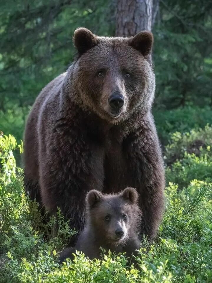 Бурый медведь (ursus arctos). Забайкальские казаки 1900. Сибирские буры. Сибирский бурый медведь. Животные кузбасса.