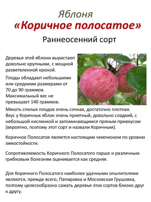Яблоня сорт коричное полосатое. Яблоня коричное полосатое. Яблоки коричное полосатое описание. Сорт коричное полосатое. Яблоня россошанское полосатое.