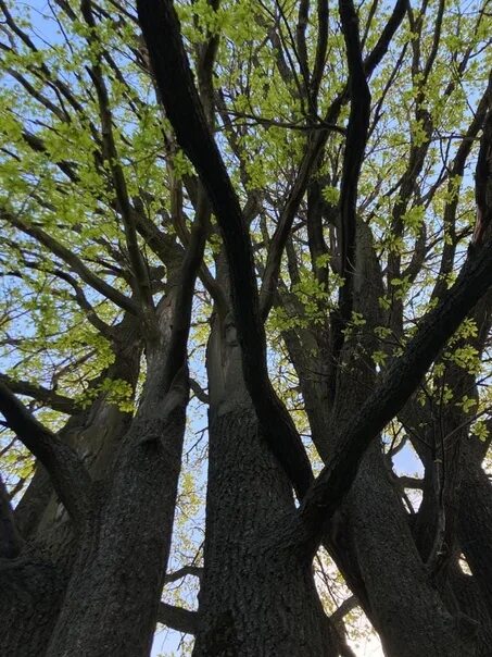 Дуб черешчатый михайловский сад. Пушгоры дуб пушкина. Дуб андрея болконского. Встреча князя андрея с дубом. Дуб в войне и мире.