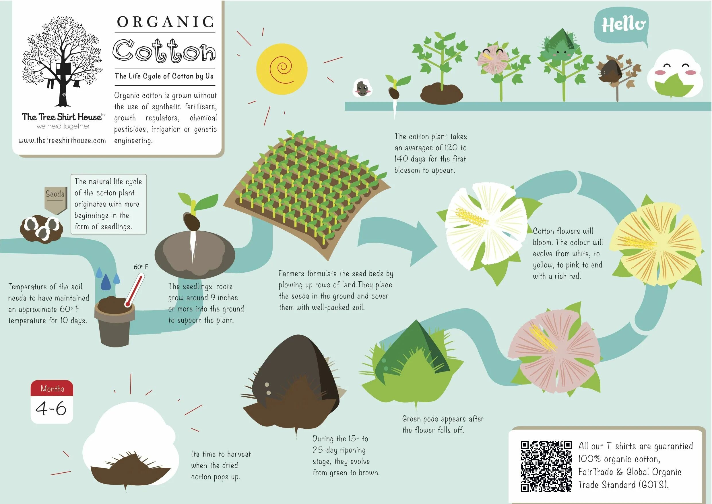 What goods were made from the plant. Органический хлопок инфографика. Хлопок для инфографики. Organic Cotton. Маркировки органического хлопка.