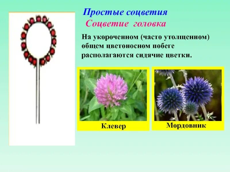 Тип соцветия головка примеры. Соцветие клевера. цветы с соцветием головка. соцветие головка клевер. простые соцветия головка.