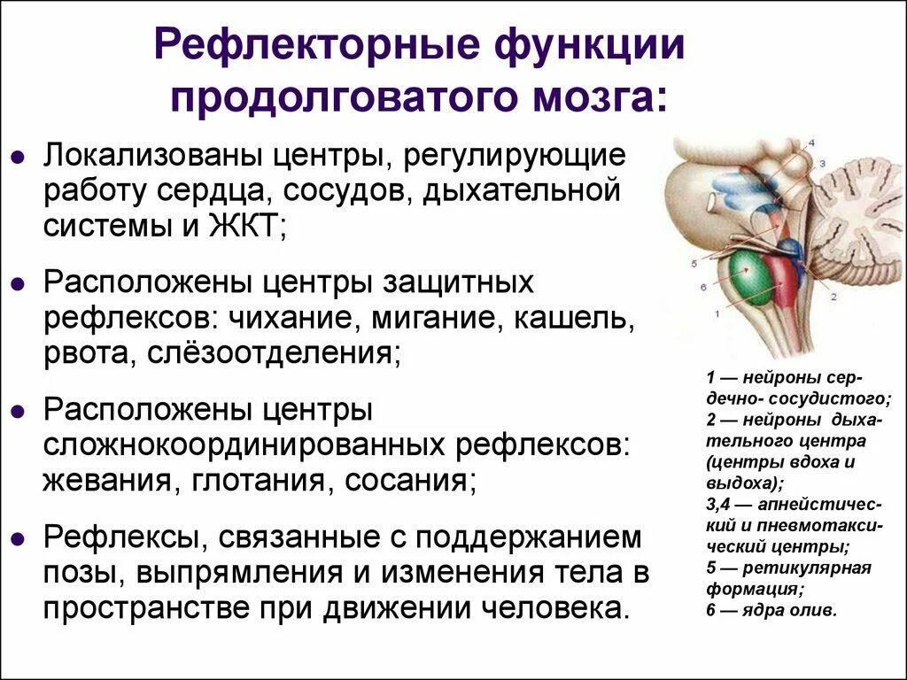 Центры защитных рефлексов расположены