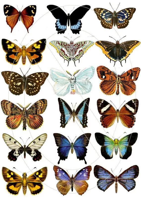 Разнообразие бабочек. Маленькие бабочки. Много бабочек. Разные бабочки.