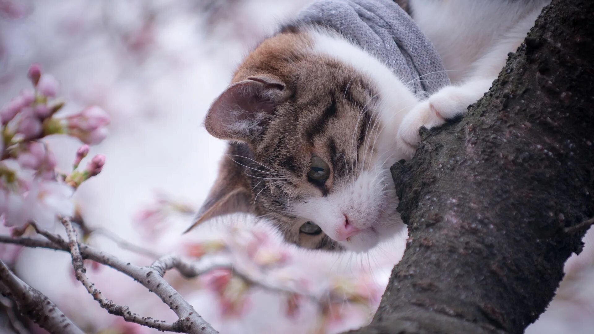 Март животные. Март животные. Март животные. Котята весной. Весенняя трава.