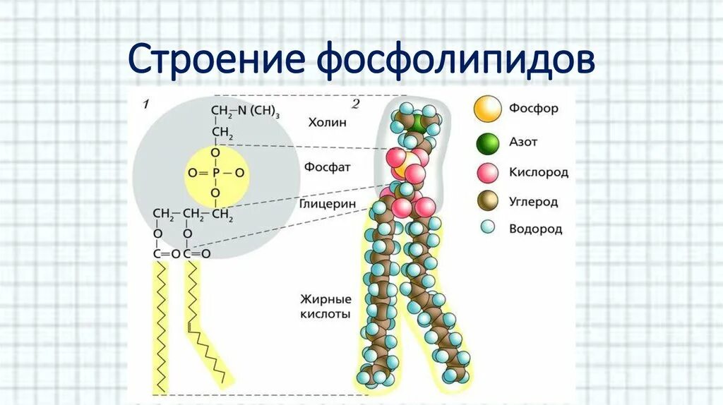 Строение фосфолипида