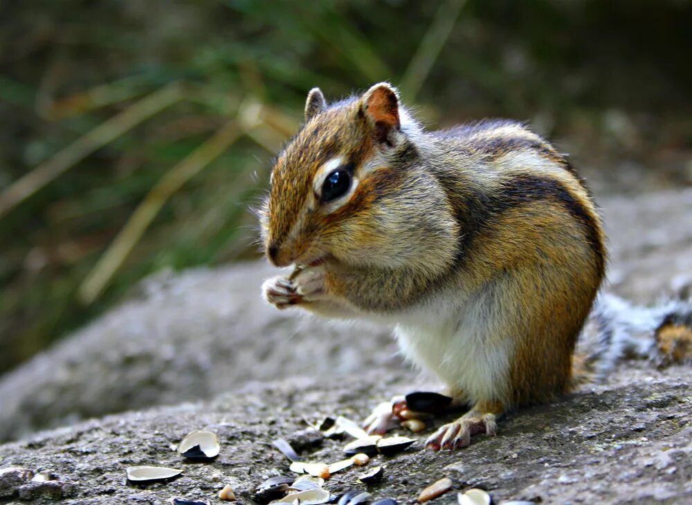 бурундук кузнецкий алатау. сибирь восточная бурундук. баргузинский заповедник бурундук. бурундук приморский край. грустный бурундучок.