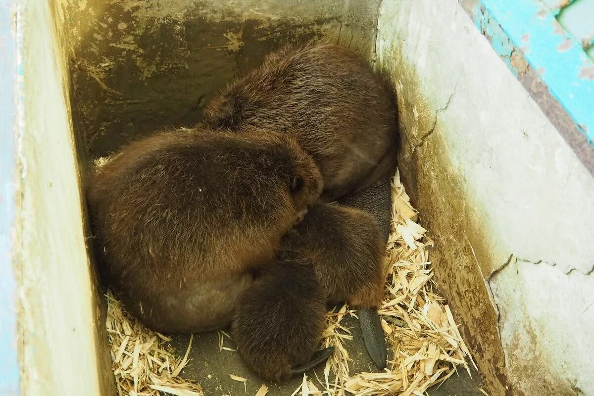 Живого бобра
