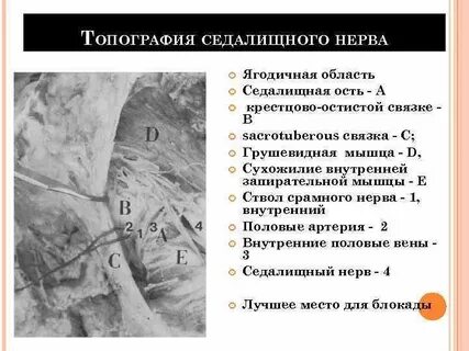 Седалищный нерв латынь
