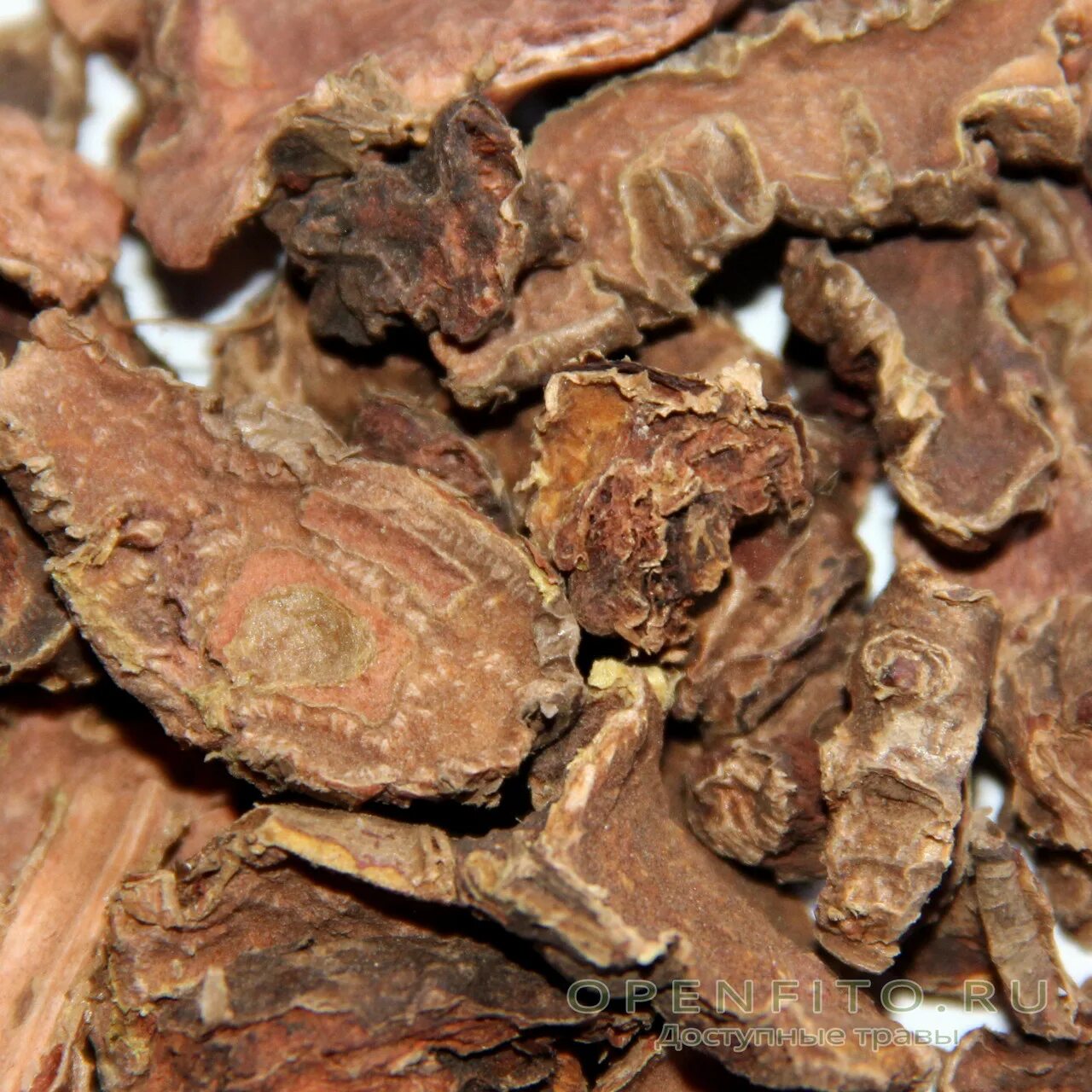 родиола розовая фармакогнозия. родиола розовая лрс. корневище и корни родиолы. корневища и корни родиолы розовой. родиола розовая гнозия.