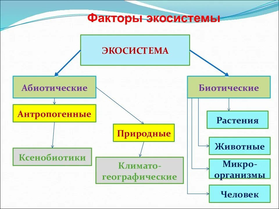 Какие факторы влияют на экосистему. Экологические факторы экосистемы. Абиотические факторы экосистемы. Структуры компонентов экосистемы. Биогеоценоз и экологические факторы.