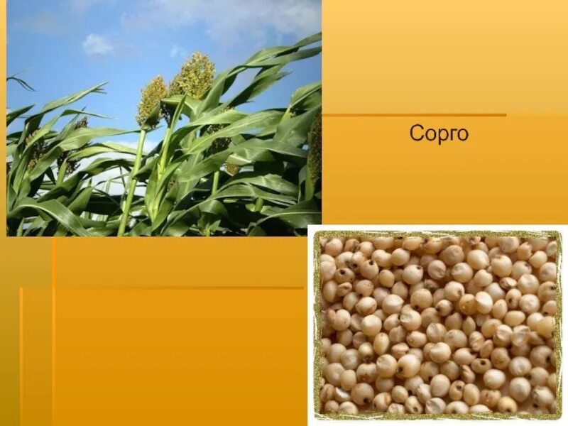 Сорго джугара. Сорго просо пшено. Сорго злаки. Сорго злаки. Сорго голозерное.