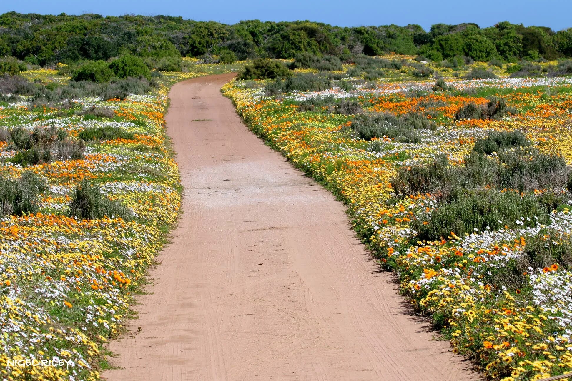 West Coast National Park. Национальный парк Вест Кост создан. Цветение лизихитонов на Западное побережье. Shoreline at West Coast National Park, South Africa. Western coast