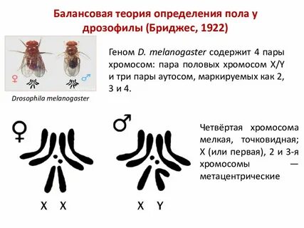 Сколько аутосом содержится в яйцеклетке