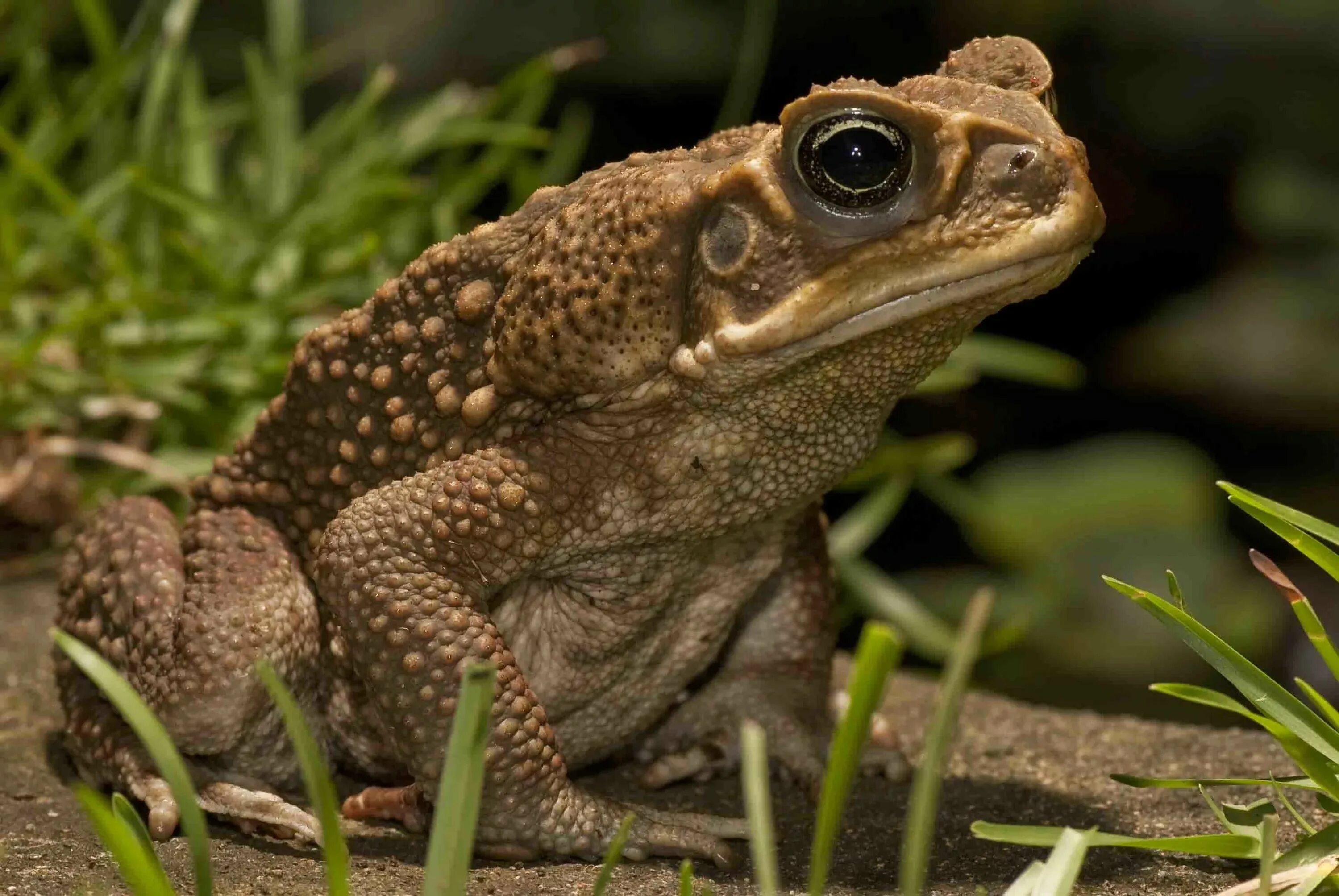 Жаба Буфо Буфо. Тростниковая жаба ага. Тростниковая жаба (Bufo Marinus). Жаба ага головастики. Воалаво