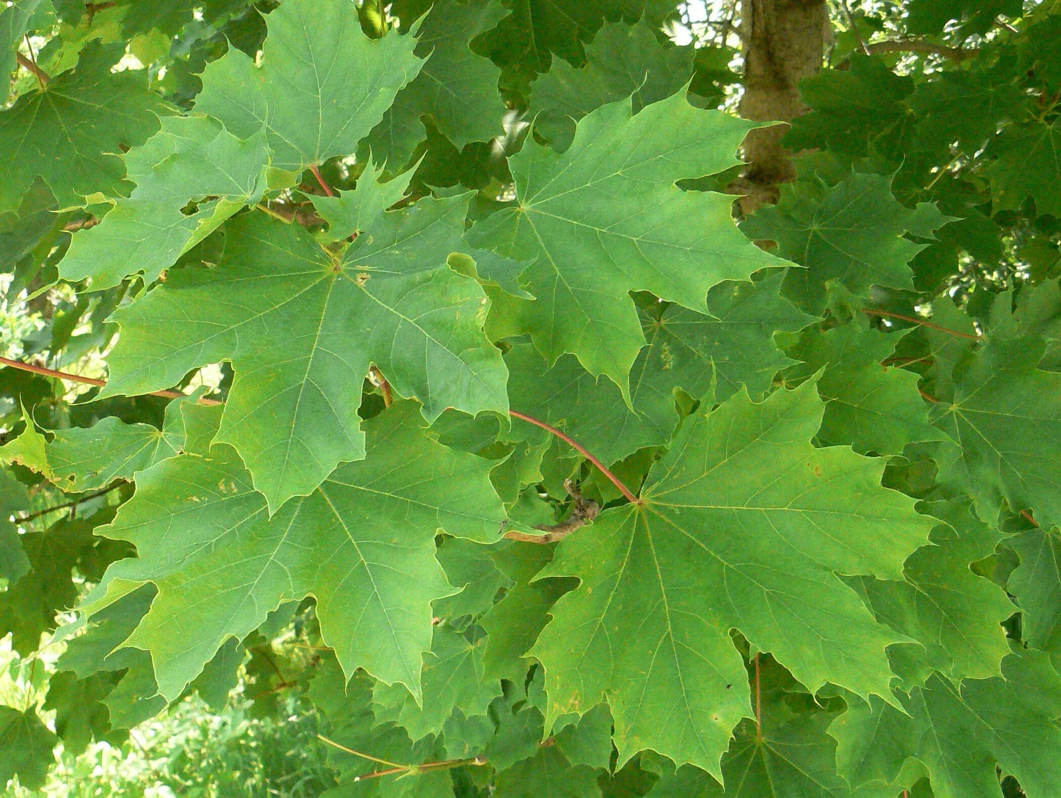 Как выглядит дерево клен. Клён остролистный платановидный. Клен остролистный дерево. Клен остролистный лист. Клен канадский остролистный.