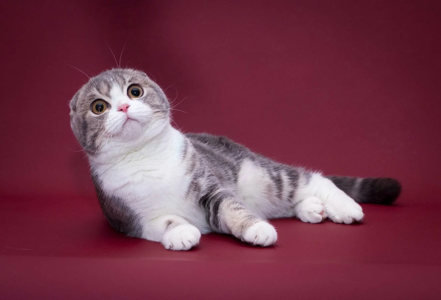 Шотландская фото. Кошка скоттиш фолд. Скоттиш-фолд Шотландская вислоухая. Шотландская вислоухая кошка фолд. Порода кошек Шотландская вислоухая.