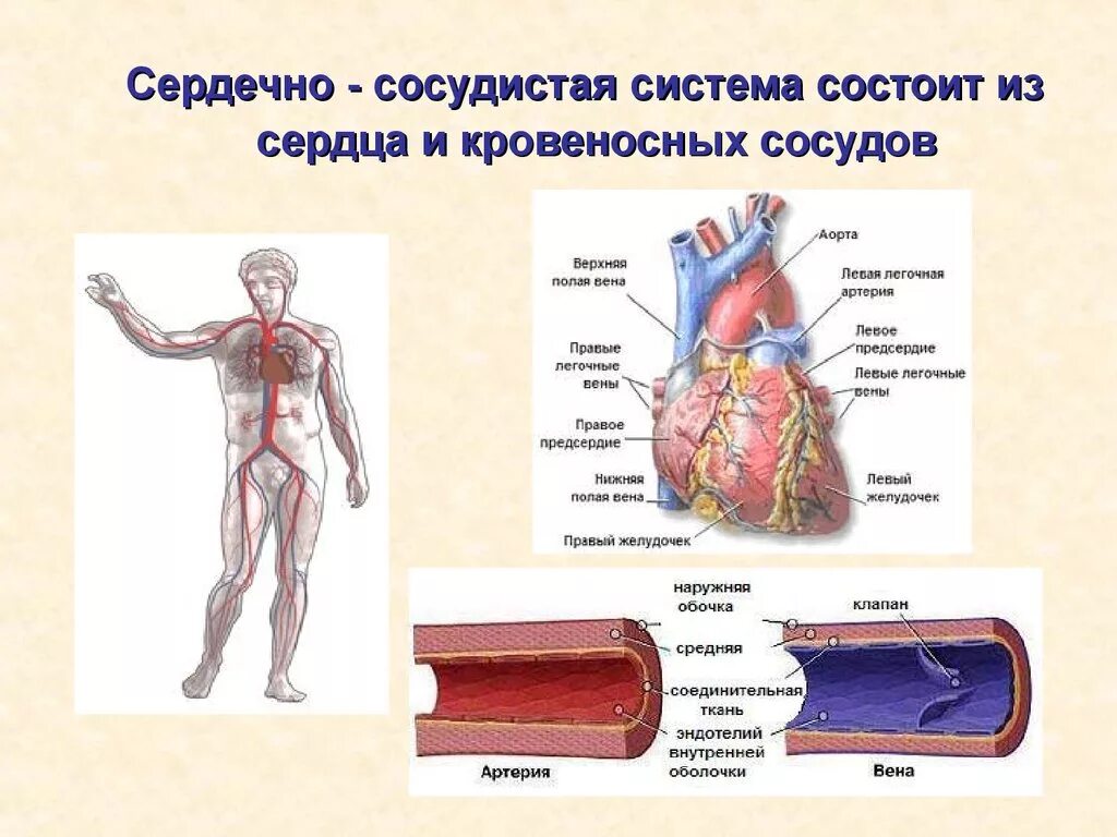 Сосудистая система человека образована сосудами трех