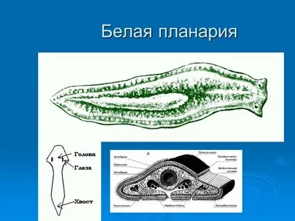 Форма тела белой планарии
