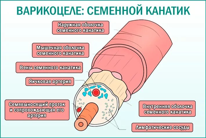 Семенной канатик состоит из. Состав семенного канатика. Структуры семенного канатика. Семенной канатик яичка.