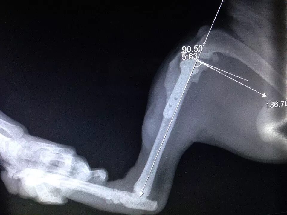 Разрыв связки у собаки. Артродез локтевого сустава. Артродез коленного сустава рентген. Остеотомия коленного сустава у собаки. Артродез коленного сустава у собаки.