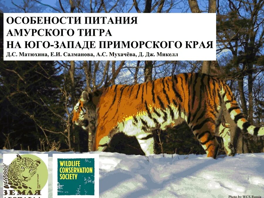 Тигров программа. Тигров программа. Логопедическая коррекционная программа «игры для тигры». Тигров программа. Тигров программа.