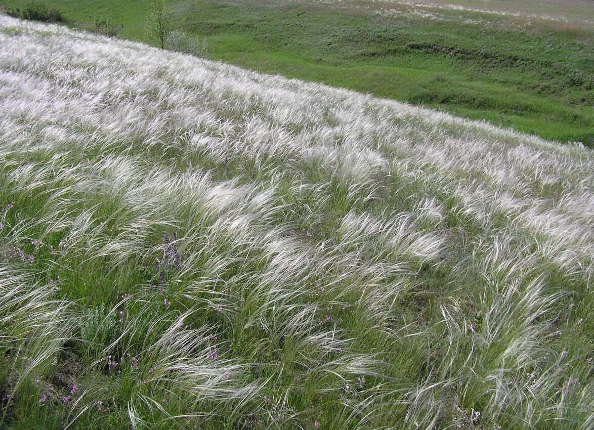 Ковыль почва. Ковыль (Stipa). Ковыль Луговой. Ковыль Лессинга (Stipa lessingiana). Ковыль опушеннолистный.