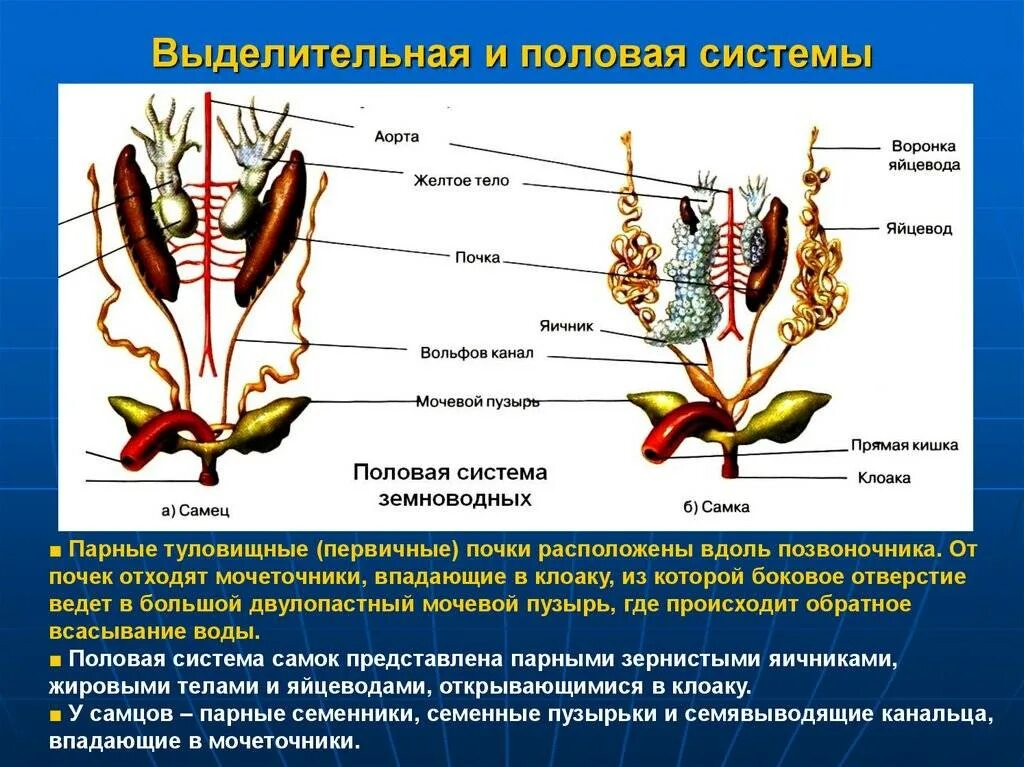 Парные органы выделения. Класс земноводные выделительная система. Схема строения выделительной системы земноводных. Эволюция выделительной системы земноводных. Органы выделительной системы лягушки.