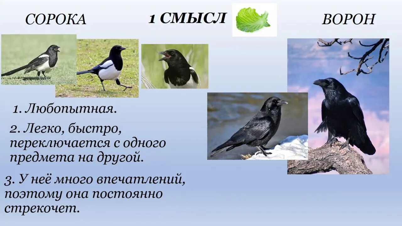 Сорока и ворона рассказ. 1 Класс к.Ушинский ворон и сорока. Ворона и сорока Ушинский. Ушинский ворон и 40.