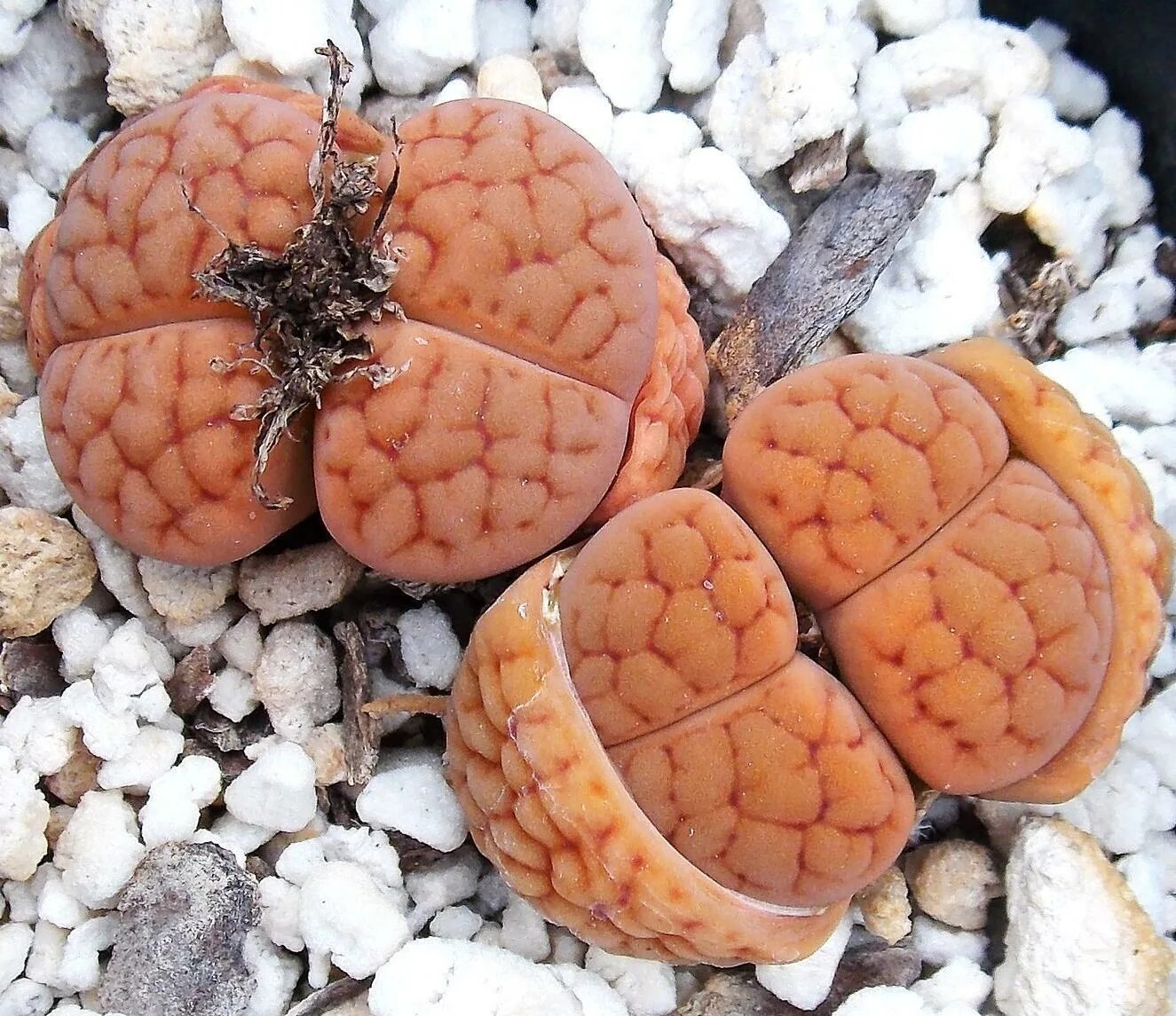 Живые камни семена. Литопс hookeri. Lithops hookeri lutea c038. Lithops hookeri v. lutea c-38. Литопс hookeri marginata.