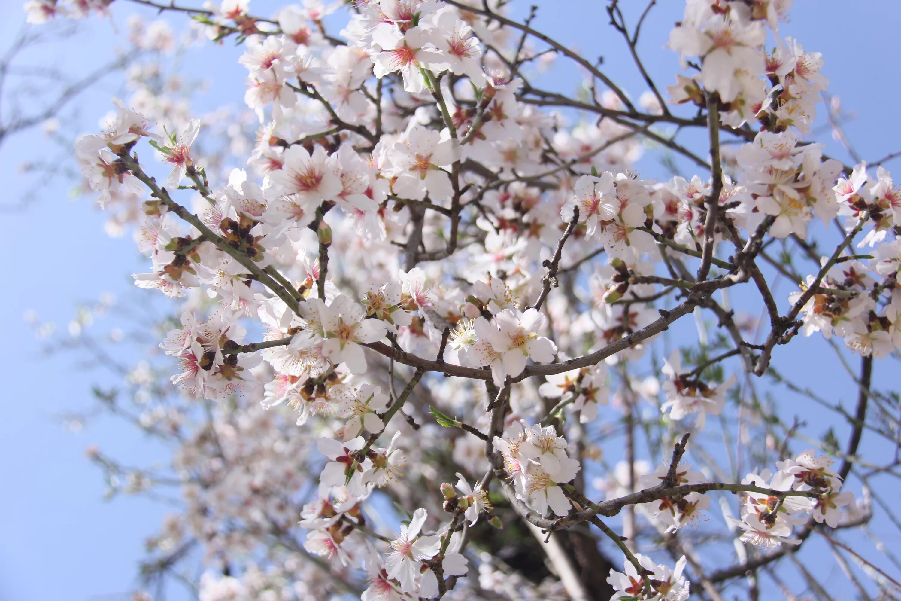 Limantis Almond Blossom. Al Gromer Khan Almond Blossom Day. Almond Blossom Gold. Almond Blossom on Snow.