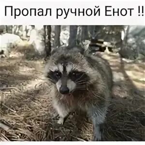 Пропало домашнее животное
