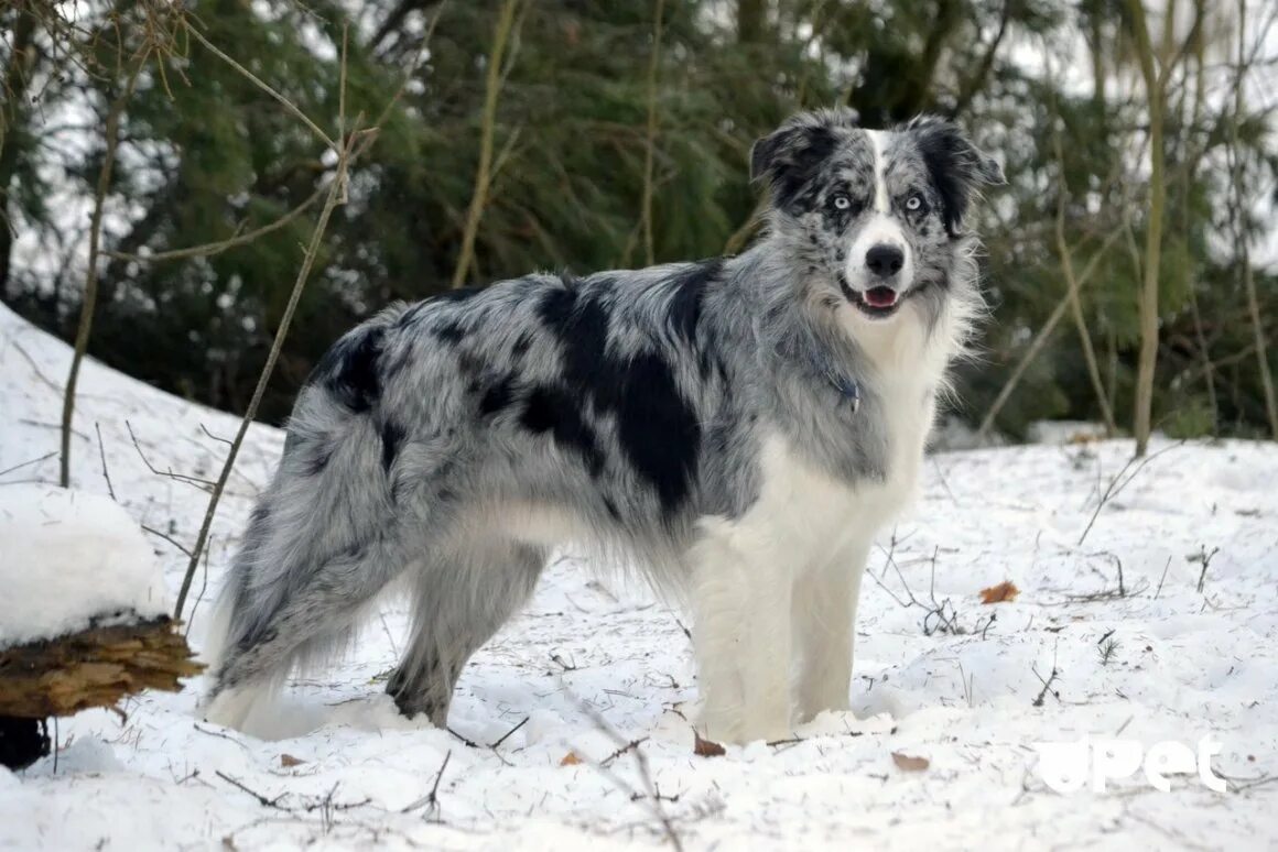 Шелти и колли мраморная. Шотландская овчарка (колли). Шелти и колли мраморная. Колли мраморного окраса. Колли блю мерль.