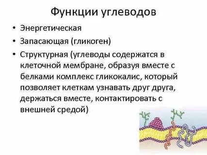 Каталитическую структурную запасающую гормональную сократительную энергетическую