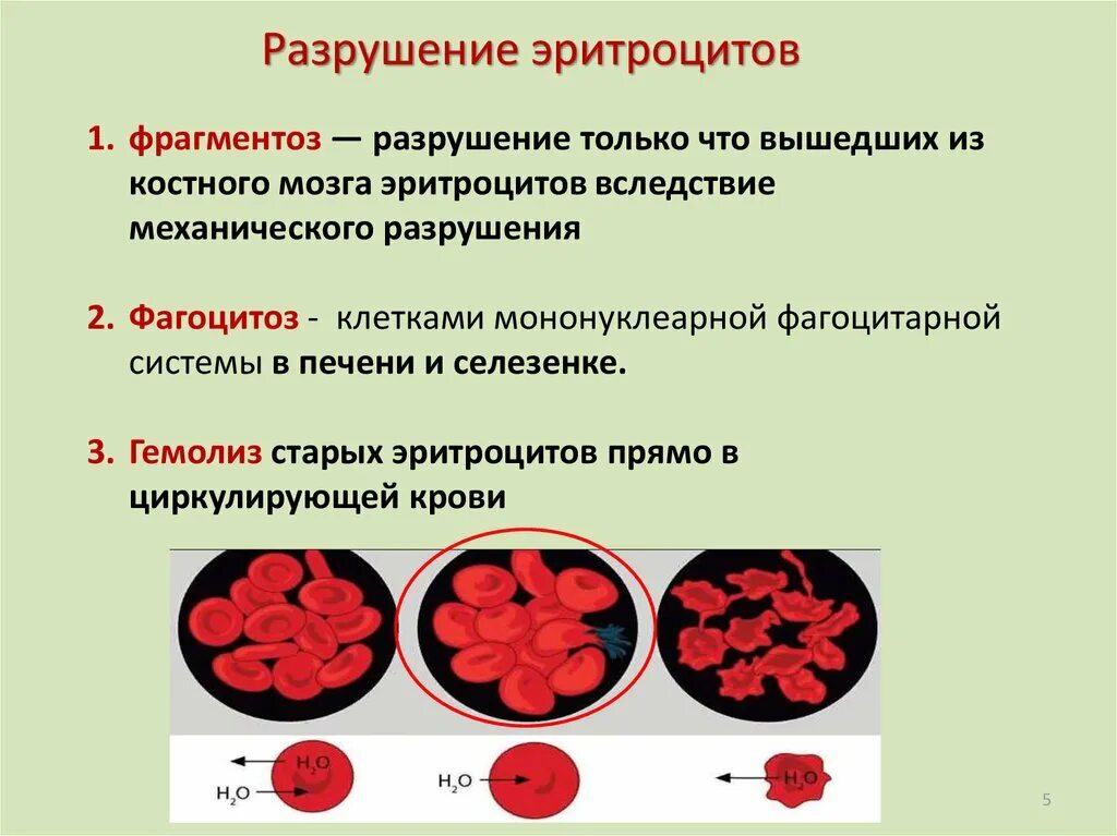 При каком заболевании эритроцитов. Причины разрушения эритроцитов. Как разрушаются эритроциты. Почему разрушаются эритроциты. Механизм разрушения эритроцитов.