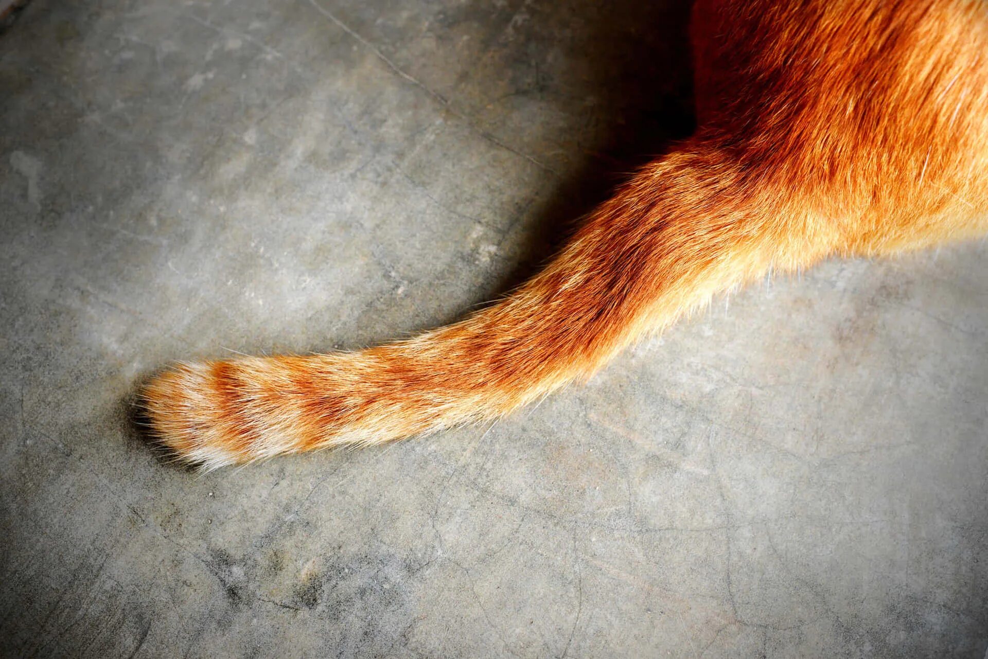 Хвост. Кошачий хвост. Кот с хвостом. Хвост рыжего кота. Cats long tails
