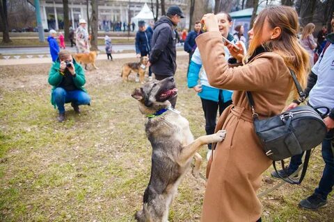 Парк сокольники собаки