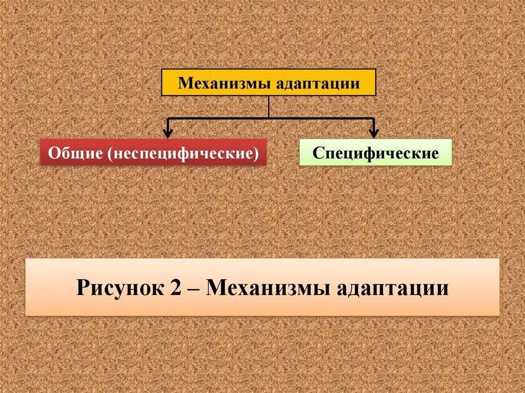 Выделяют два направления адаптации. Механизмы адаптации. общие механизмы адаптации. общие принципы и механизмы адаптации. механизмы неспецифической адаптации.